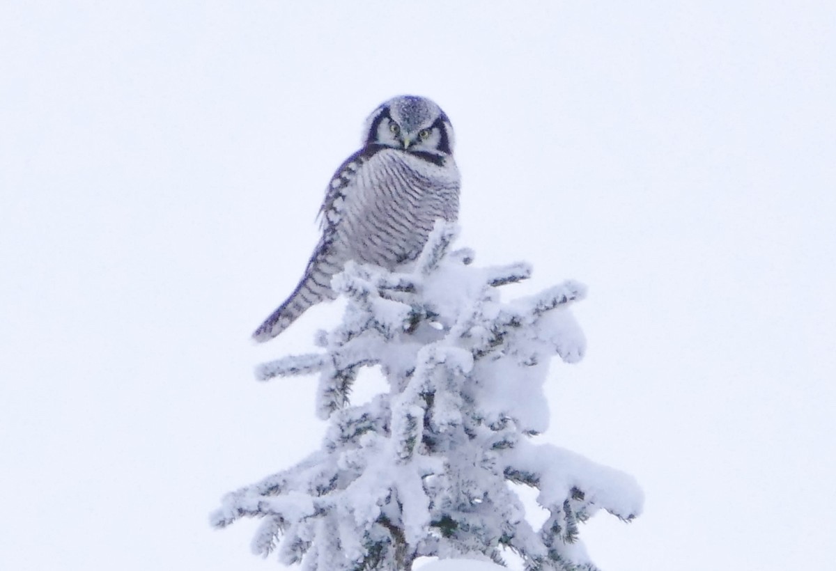 Харсуун ууль - ML644135162