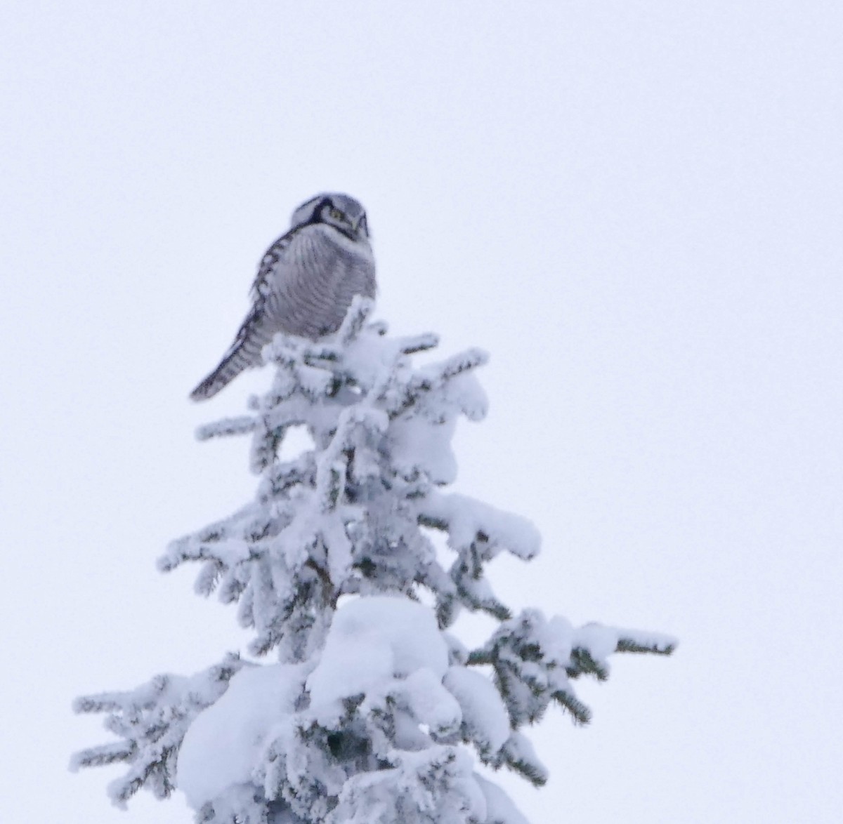 Харсуун ууль - ML644135163