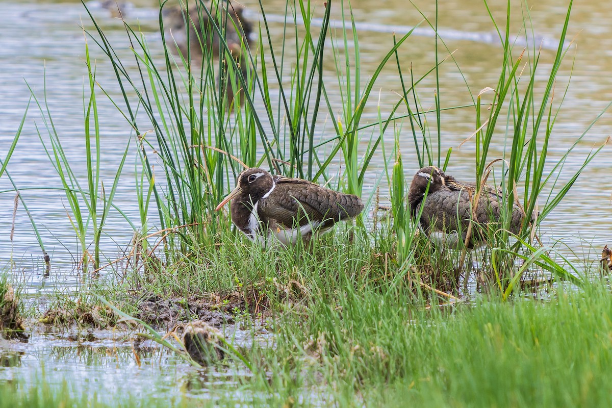 Australian Painted-Snipe - ML644135169