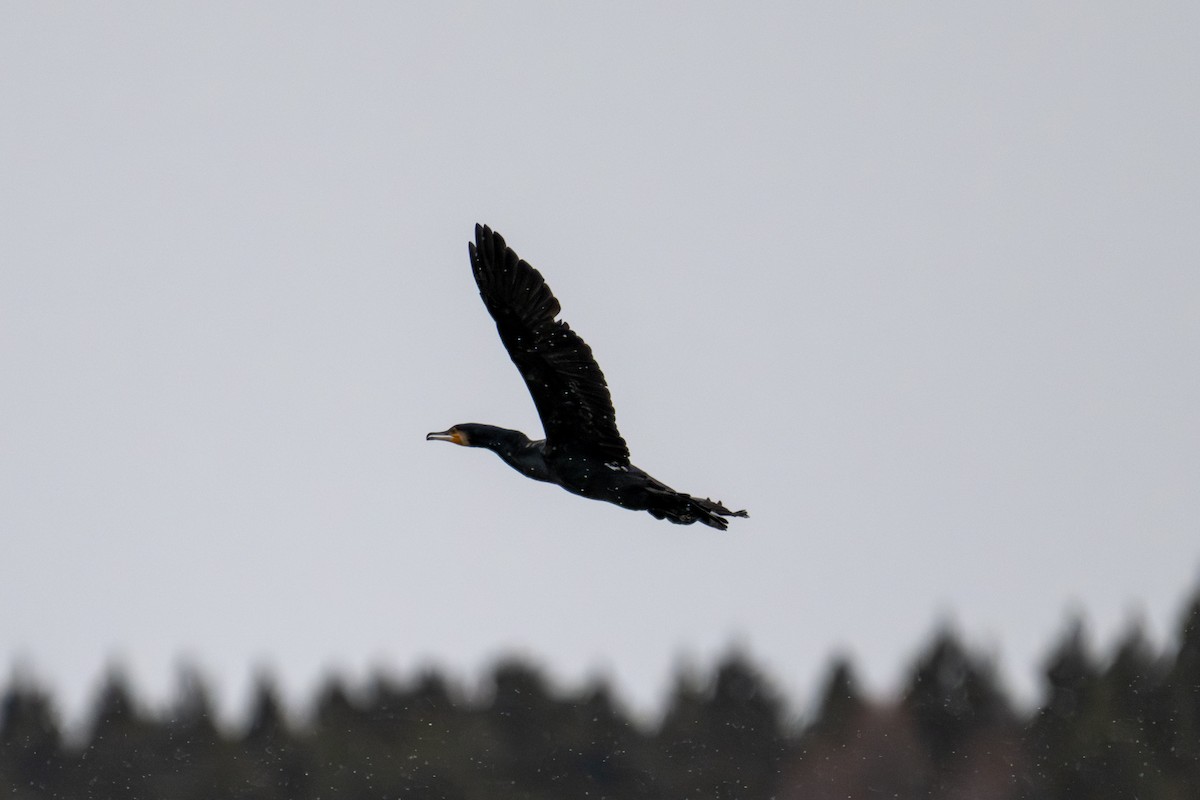 Great Cormorant - ML644135174