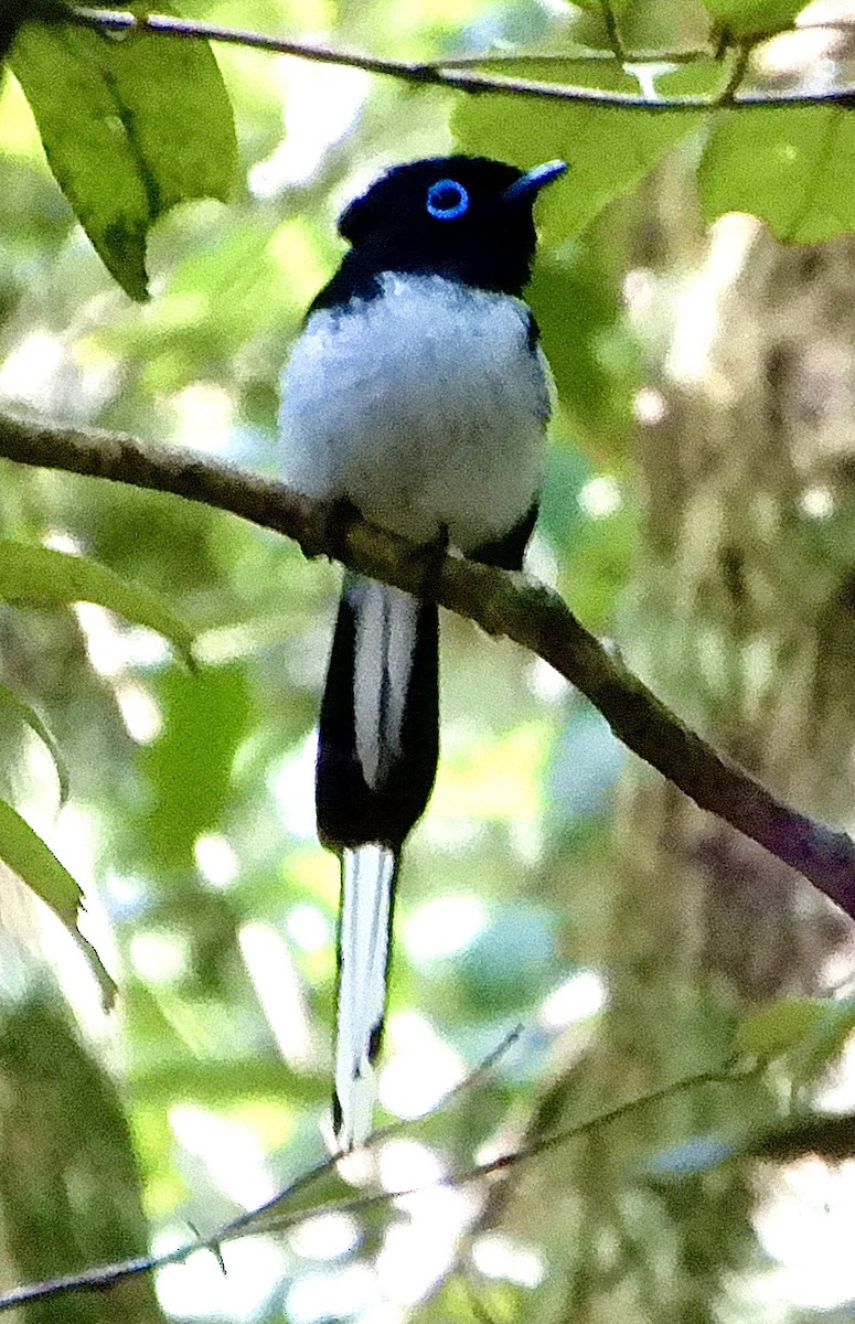 Tchitrec malgache - ML644135184