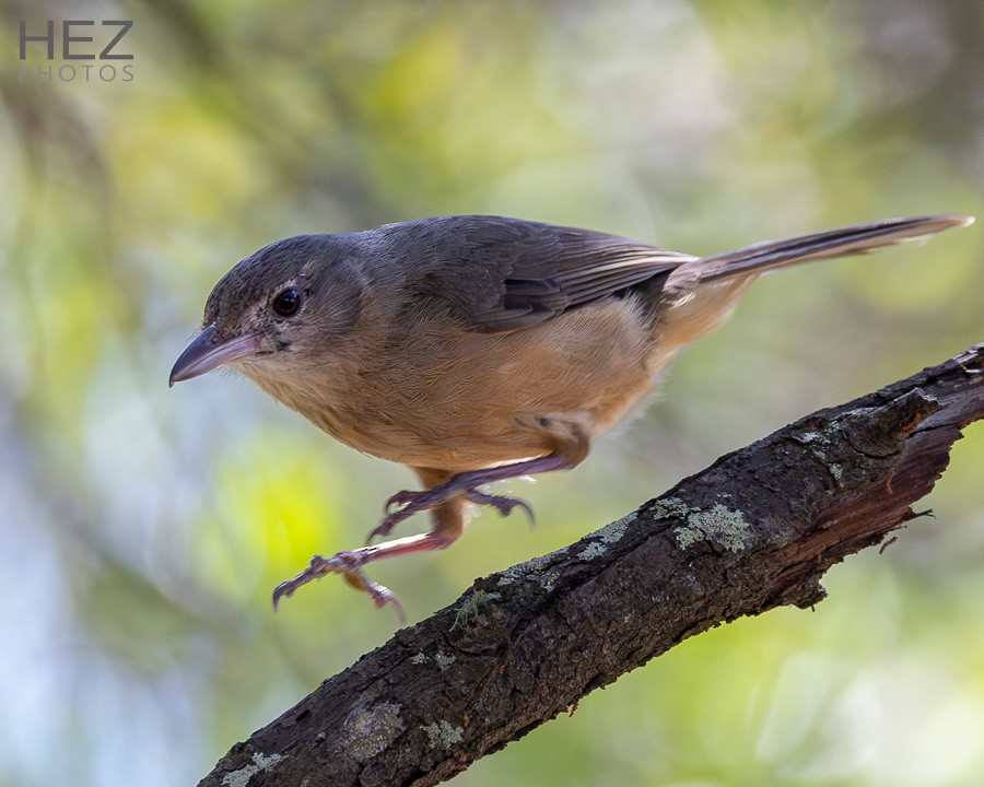 Little Shrikethrush (Rufous) - ML644135189