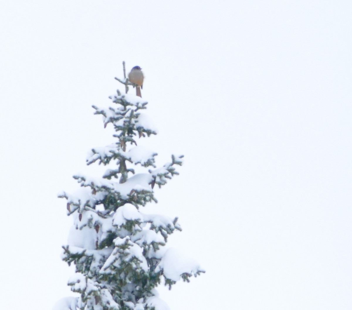 Siberian Jay - ML644135193
