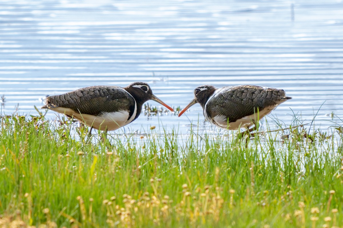 Australian Painted-Snipe - ML644135194