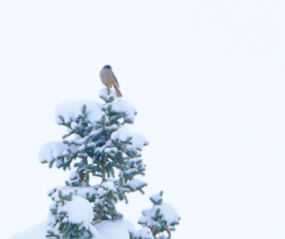 Siberian Jay - ML644135197