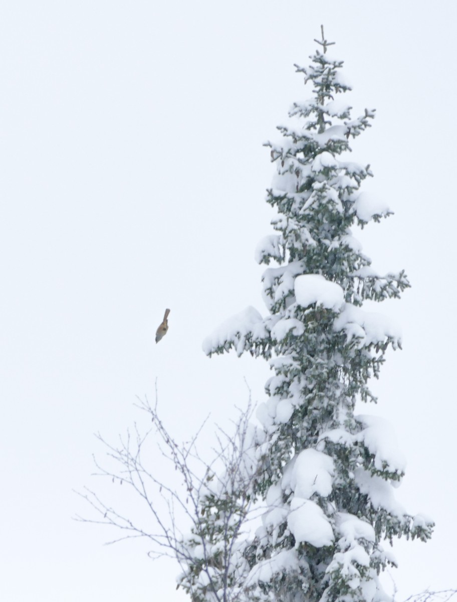Siberian Jay - ML644135198
