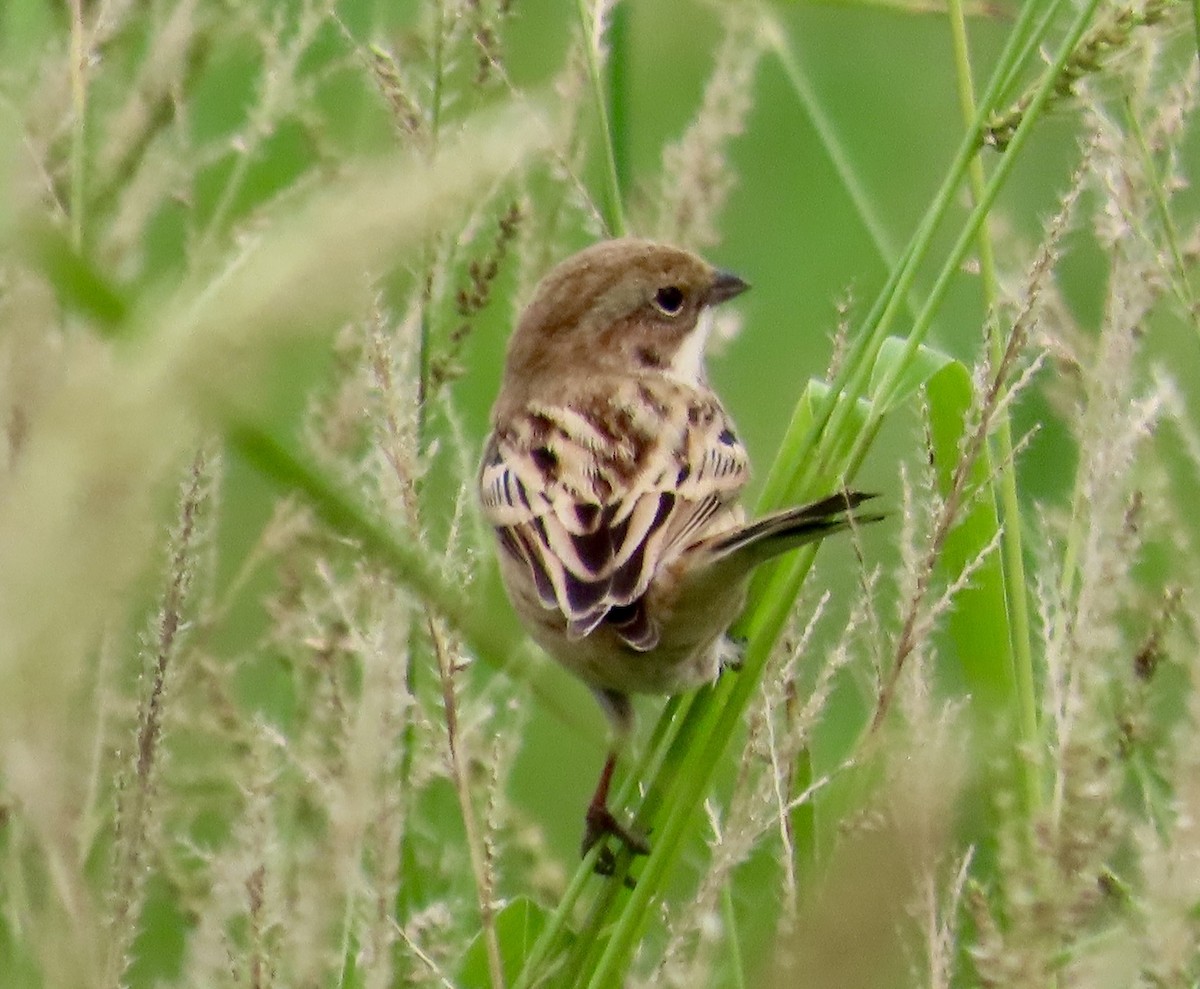 シベリアジュリン - ML644135199