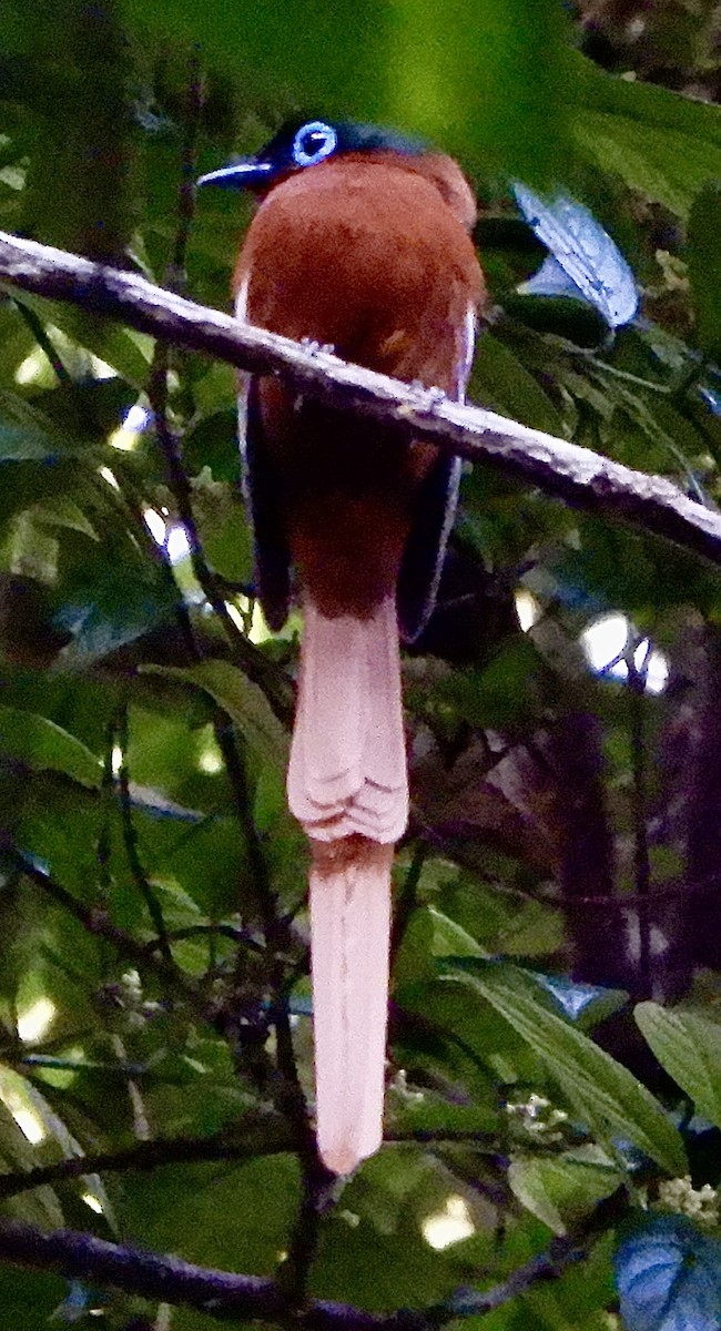 Tchitrec malgache - ML644135203