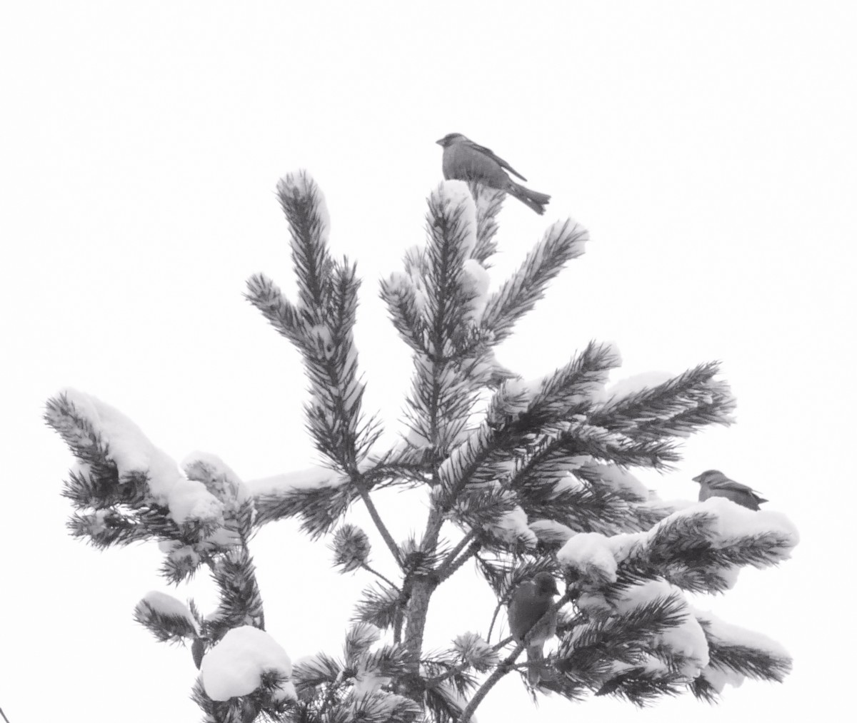 Pine Grosbeak - ML644135205