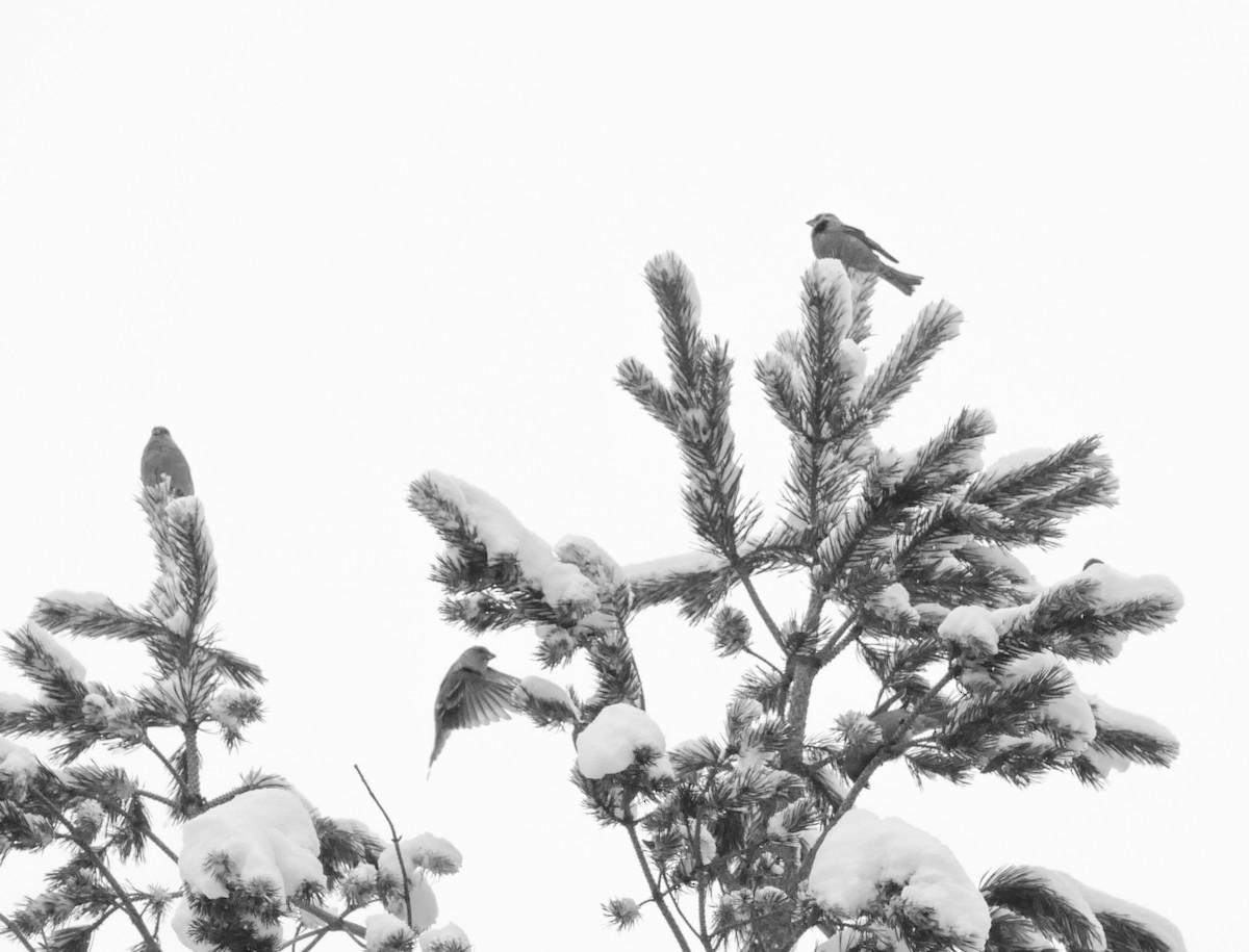 Pine Grosbeak - ML644135206