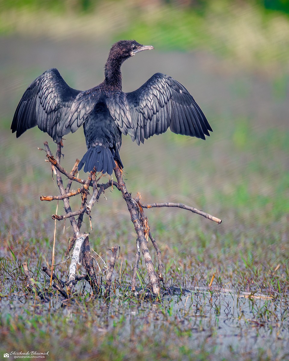 アジアコビトウ - ML644135210