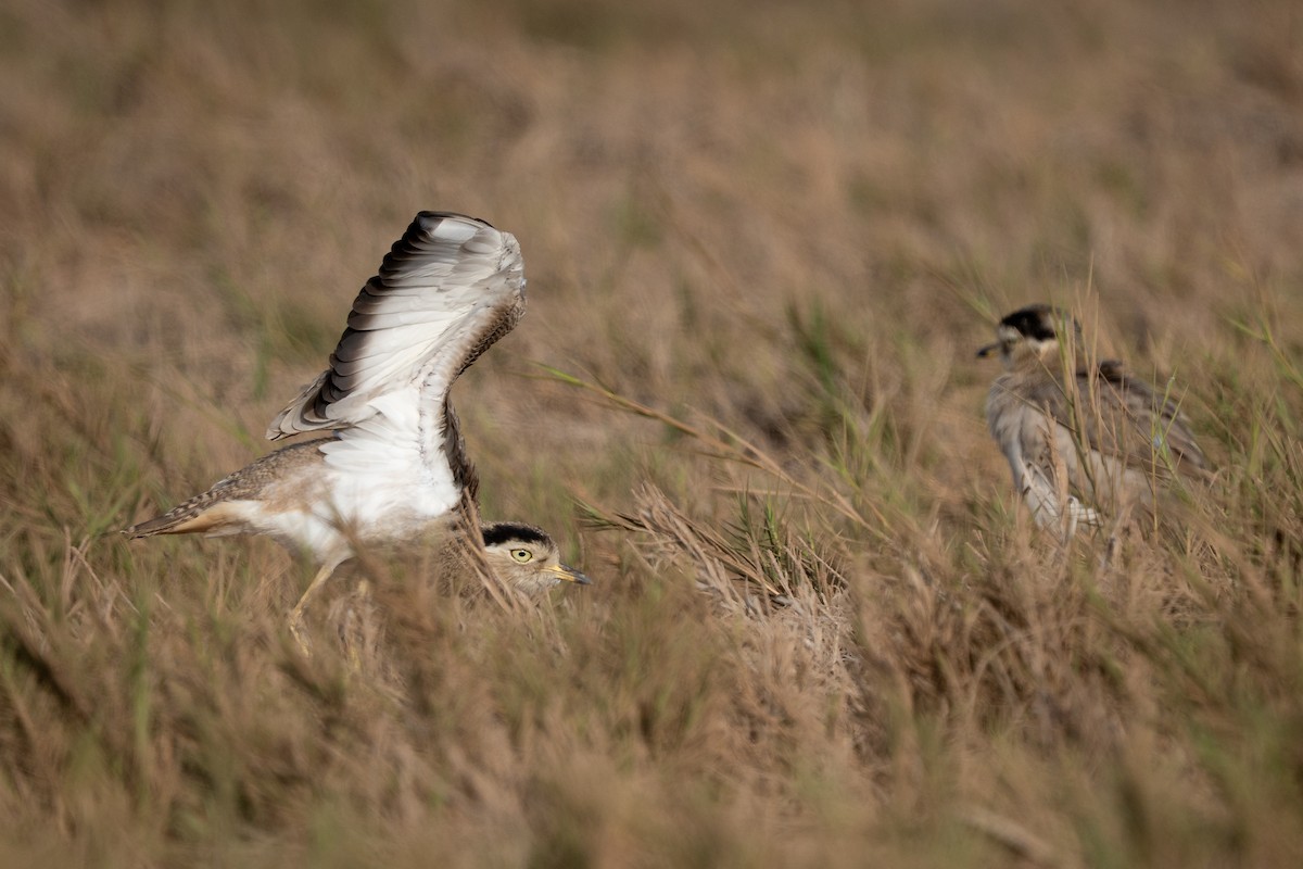 Peruvian Thick-knee - ML644135229