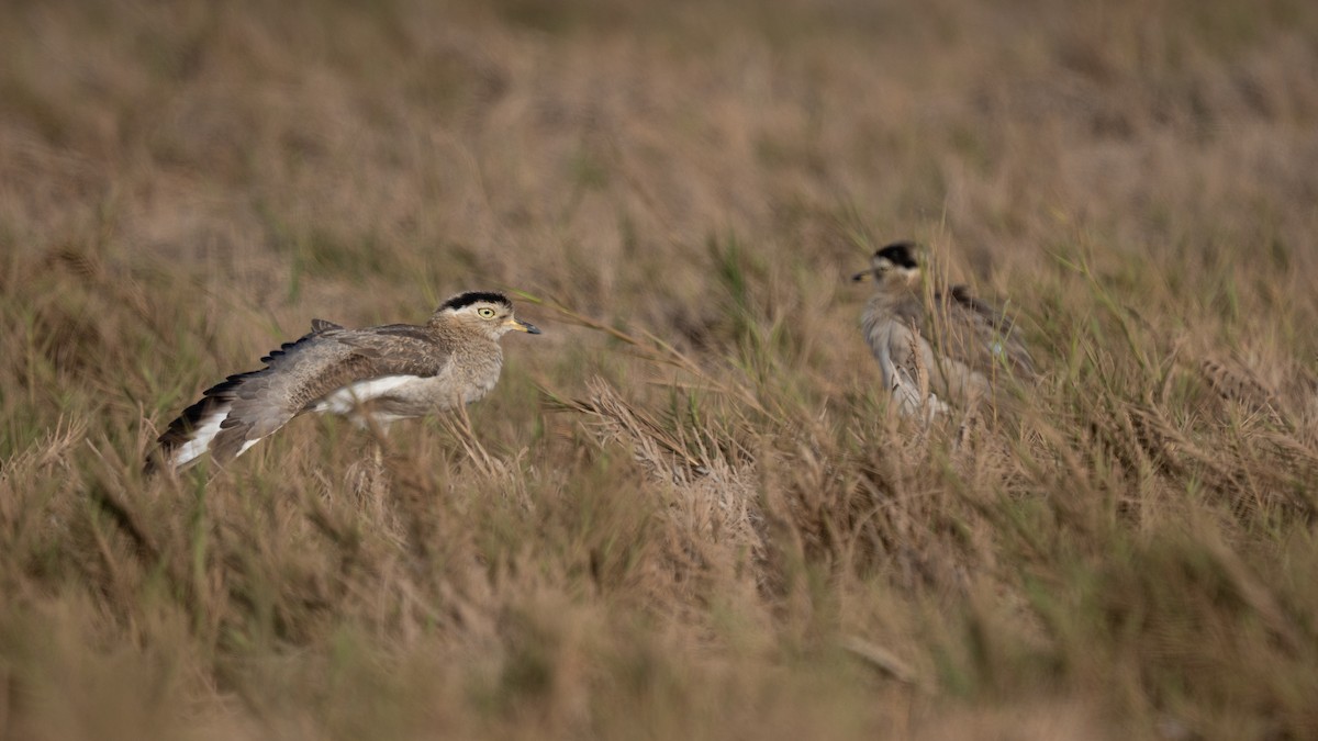 Peruvian Thick-knee - ML644135230