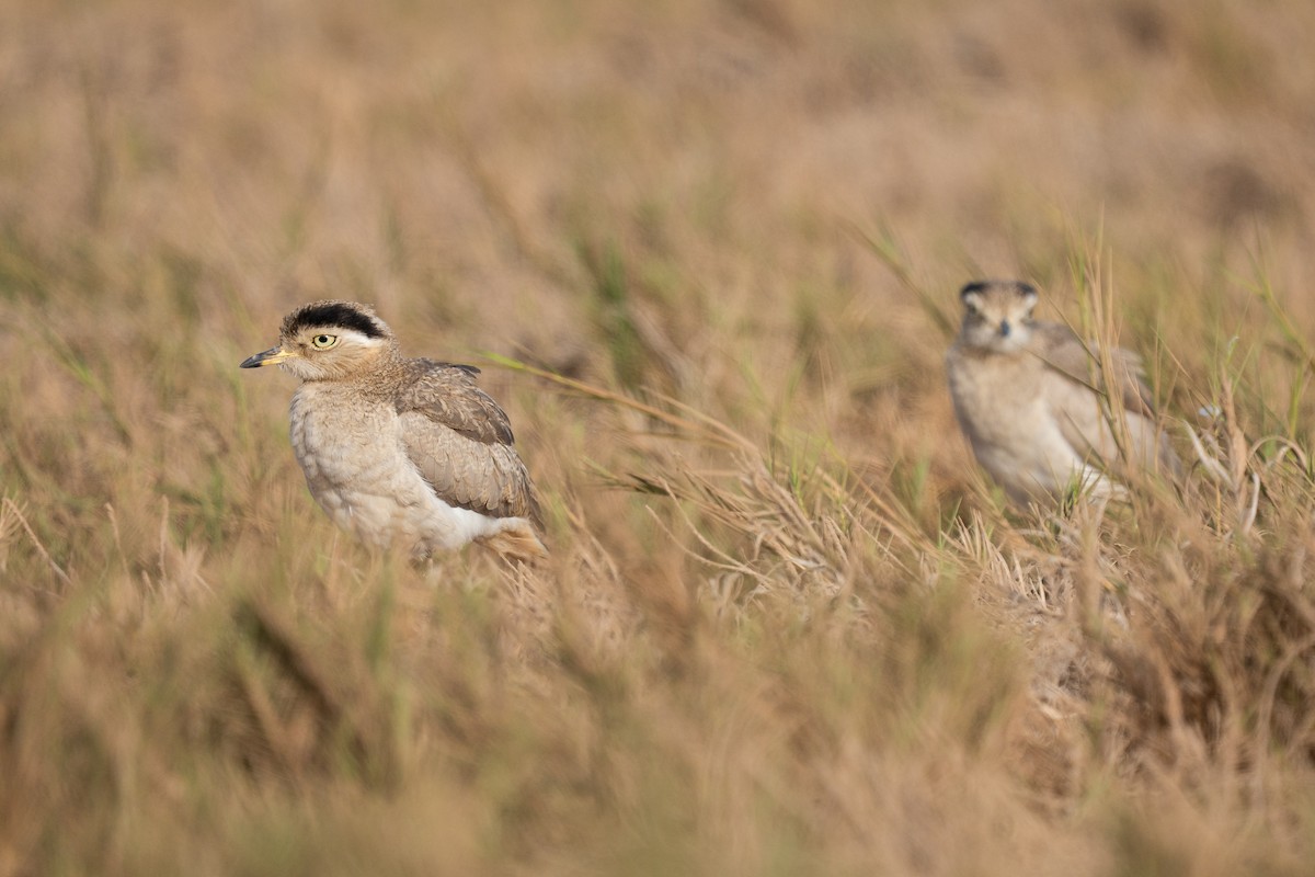 Peruvian Thick-knee - ML644135231