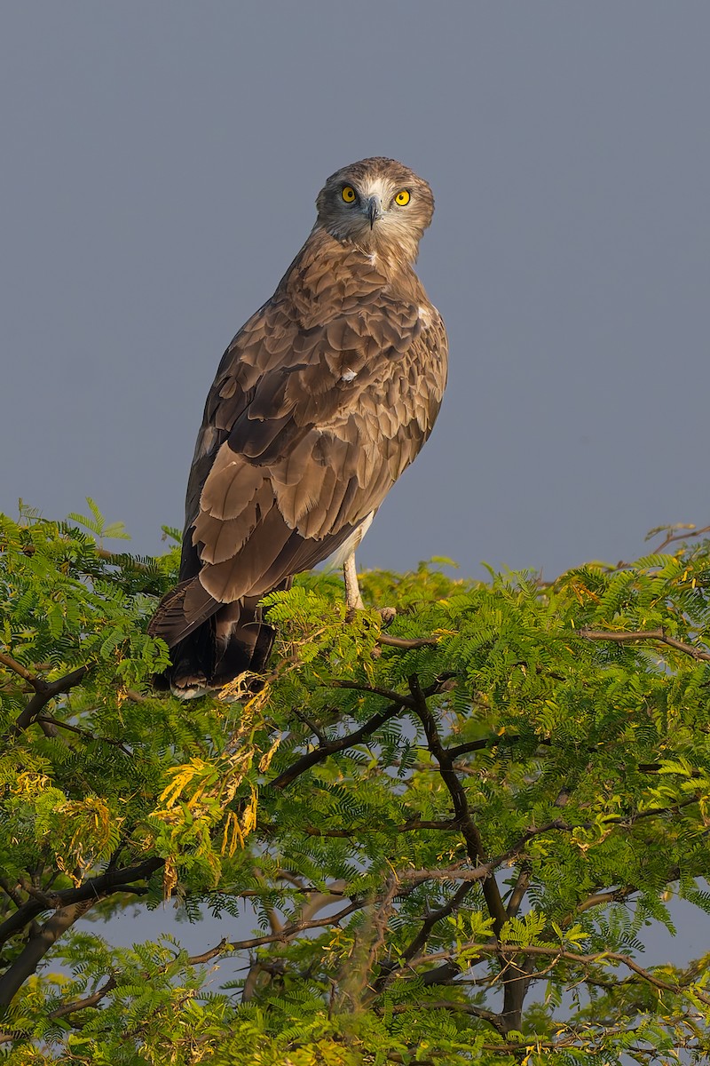 Short-toed Snake-Eagle - ML644135251