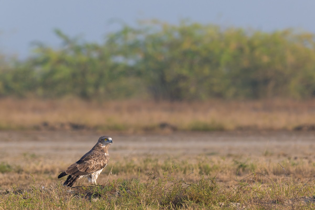 Short-toed Snake-Eagle - ML644135254
