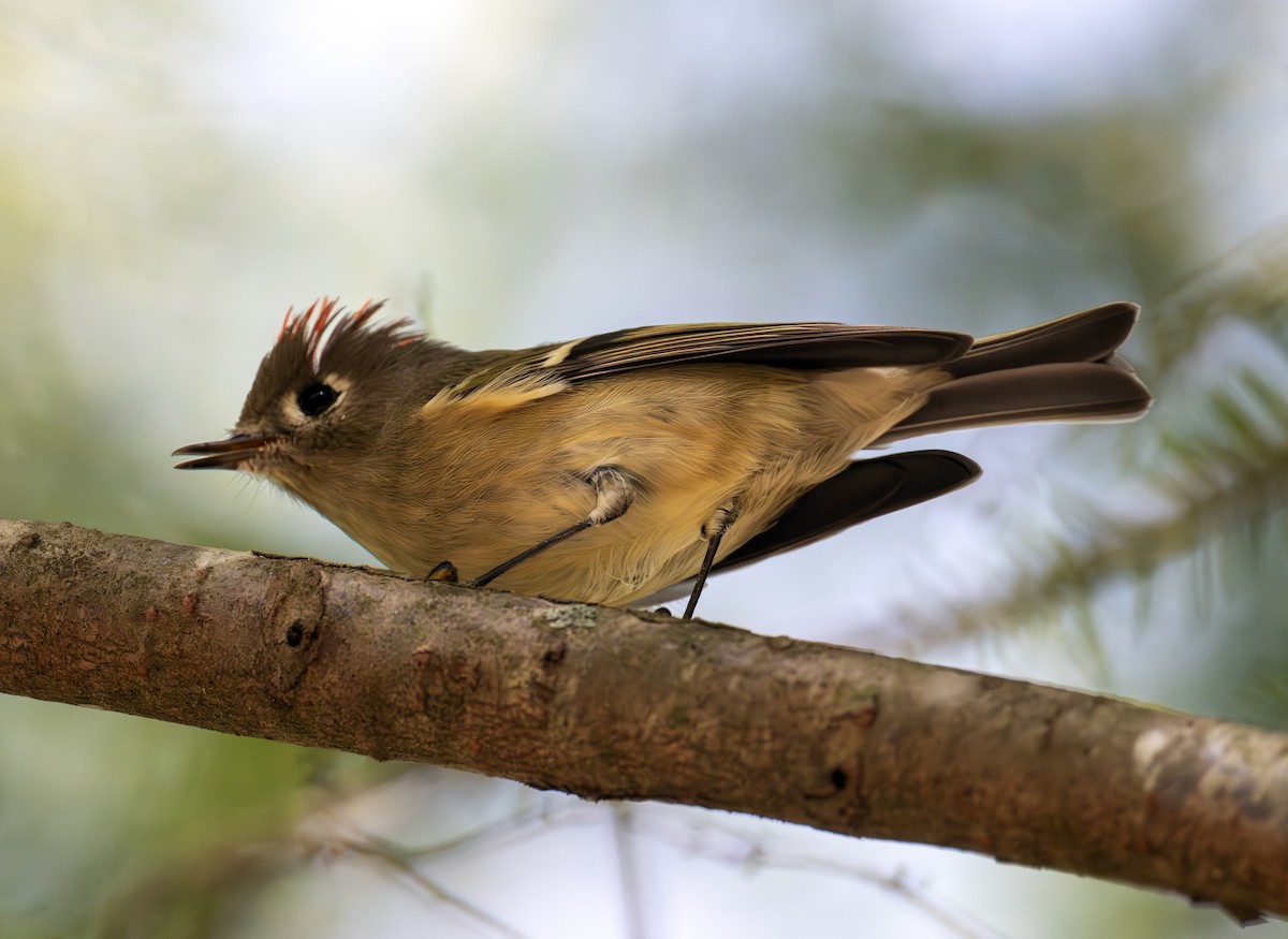 rubinfuglekonge - ML644135256