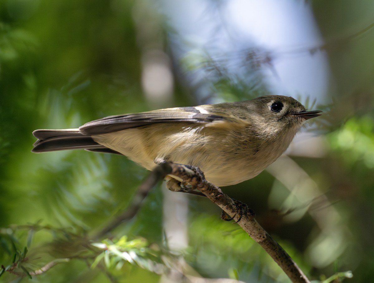 rubinfuglekonge - ML644135257