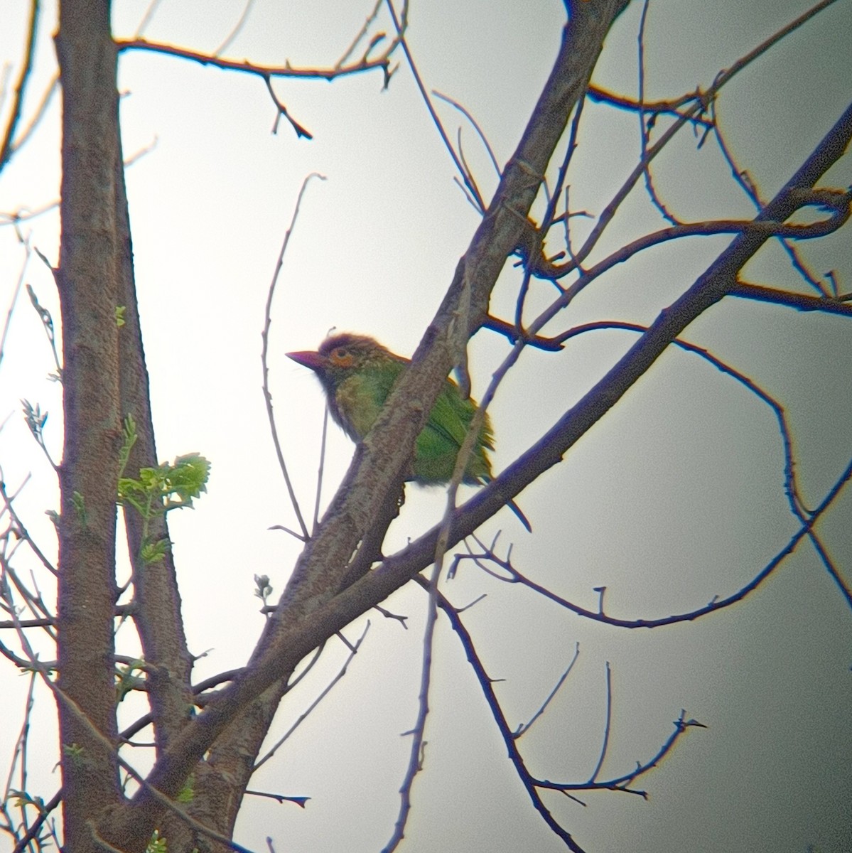 Brown-headed Barbet - ML644135258