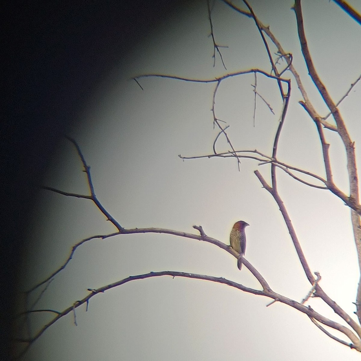 Scaly-breasted Munia - ML644135264