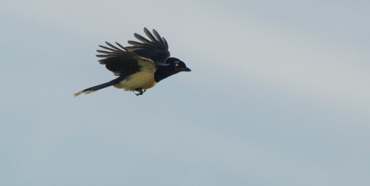 Plush-crested Jay - ML644135267