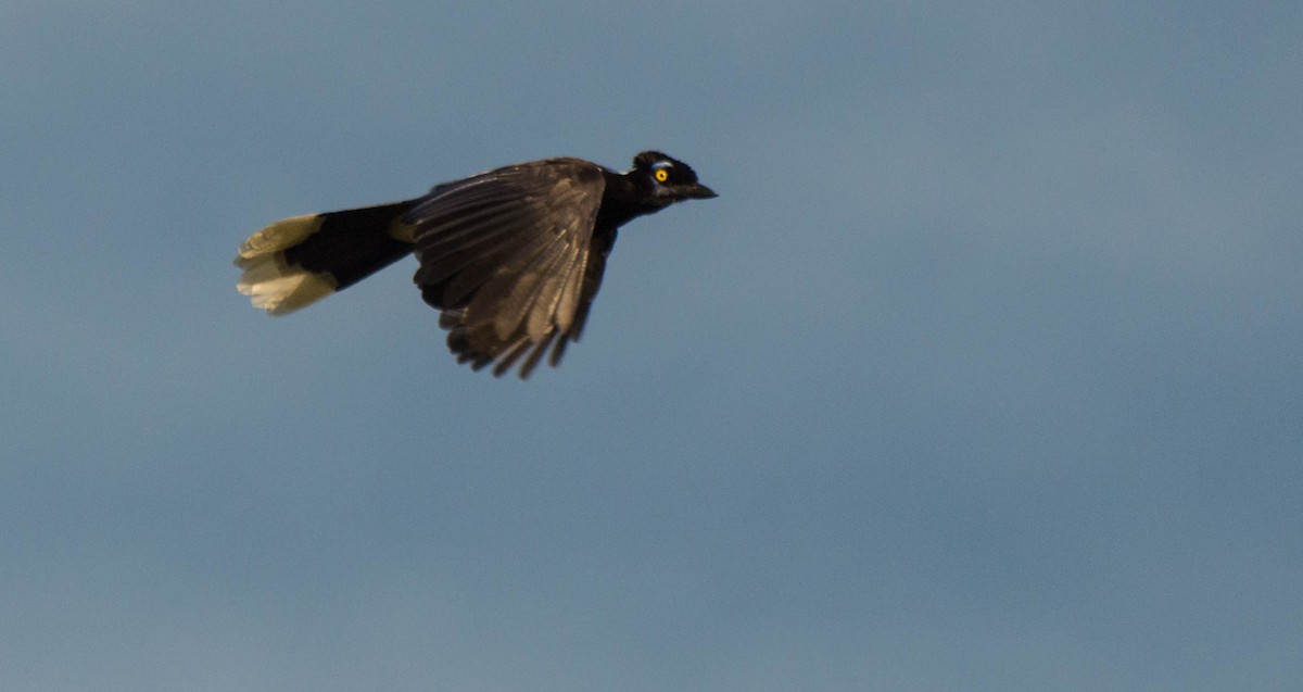 Plush-crested Jay - ML644135268