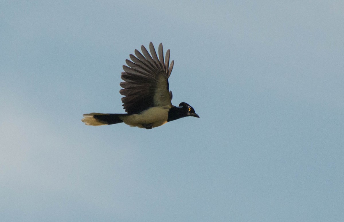 Plush-crested Jay - ML644135269