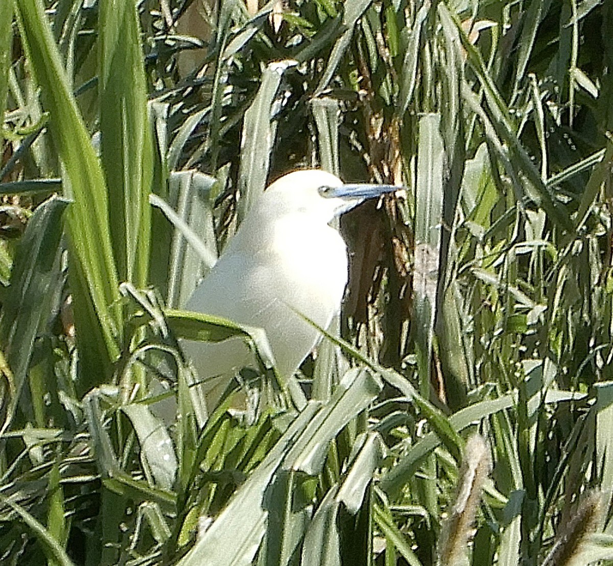 Malagasy Pond-Heron - ML644135286