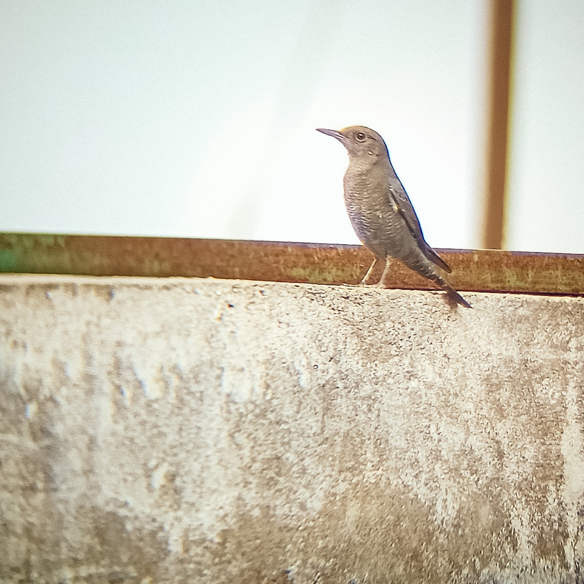 Blue Rock-Thrush - ML644135293