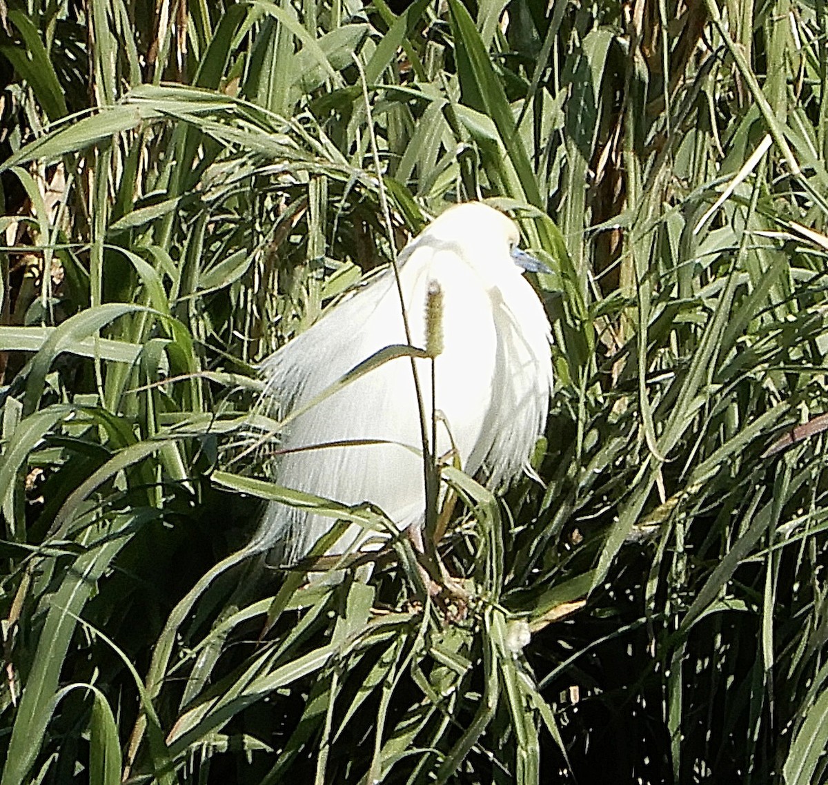 Malagasy Pond-Heron - ML644135295