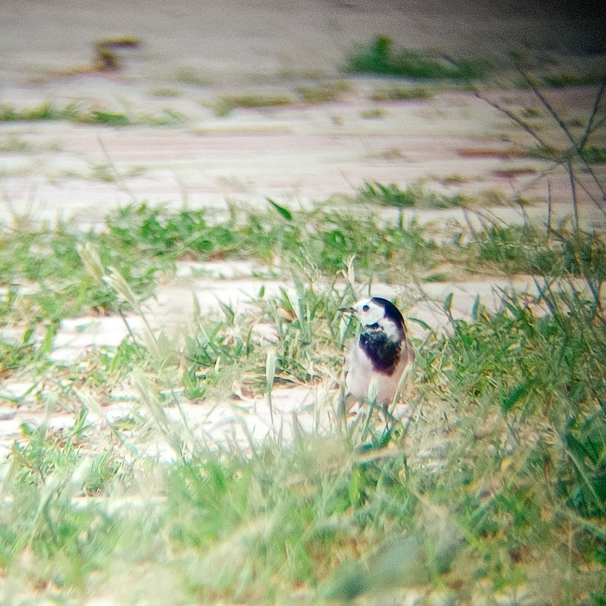 White Wagtail - ML644135300