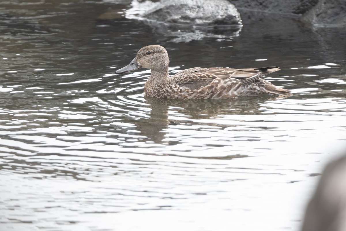 krikkand (carolinensis) (amerikakrikkand) - ML644135308