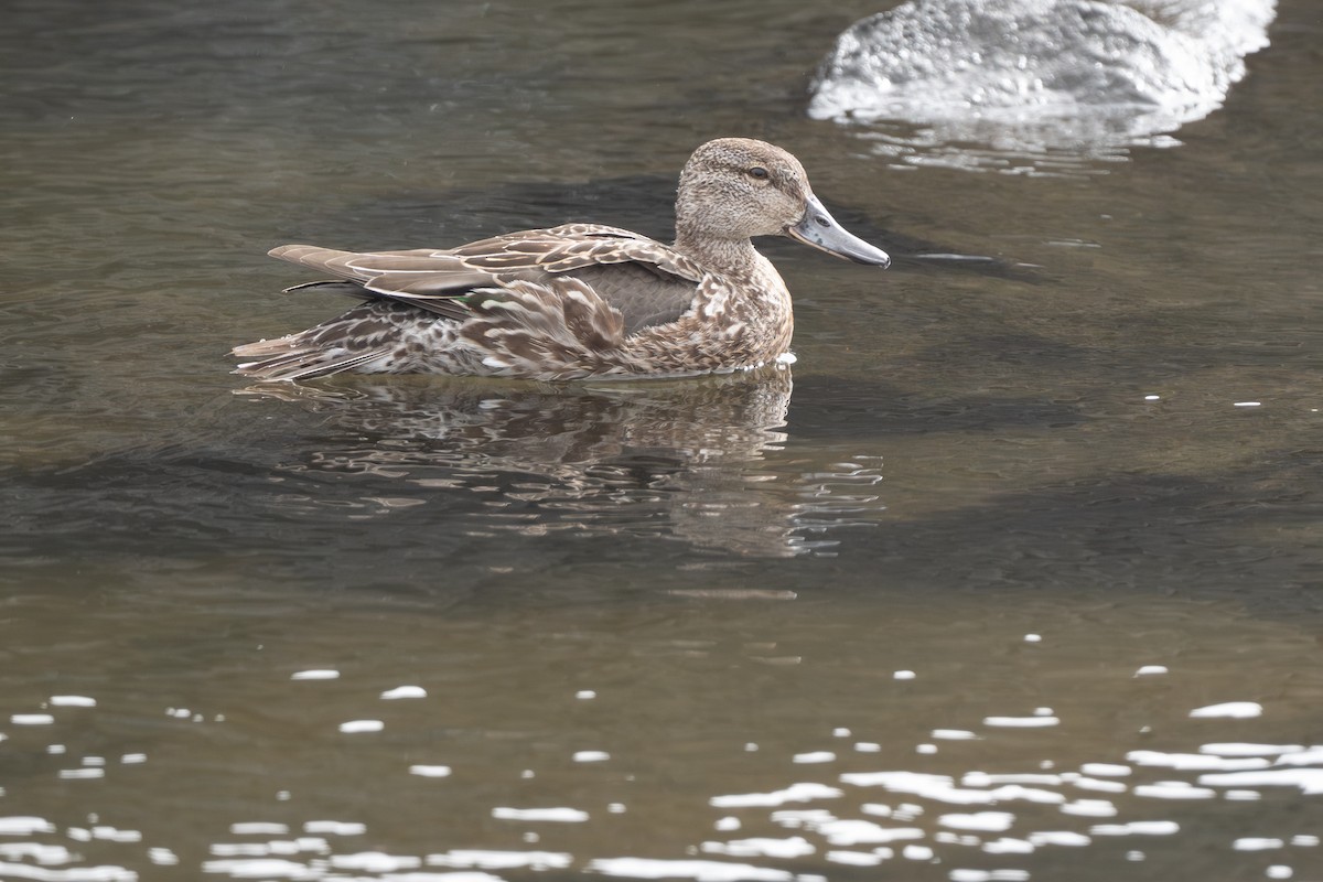 krikkand (carolinensis) (amerikakrikkand) - ML644135309