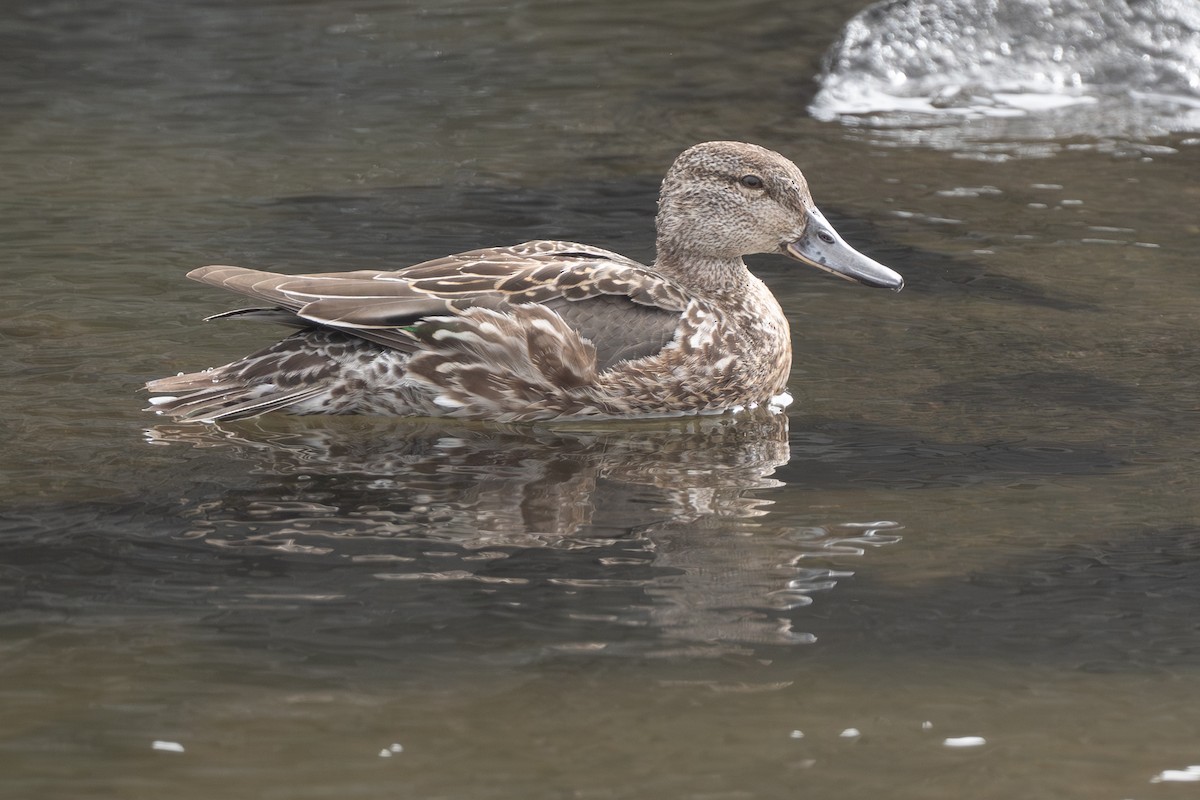 krikkand (carolinensis) (amerikakrikkand) - ML644135310