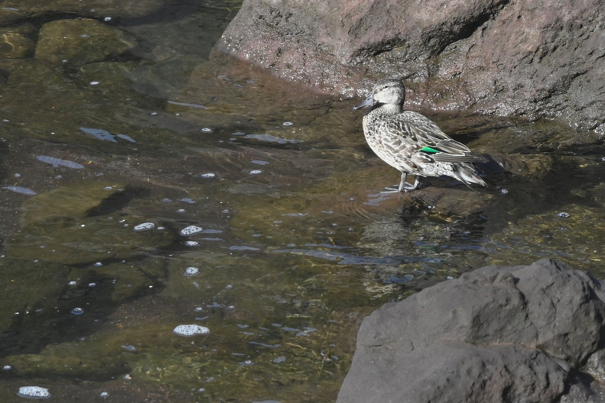 krikkand (carolinensis) (amerikakrikkand) - ML644135311