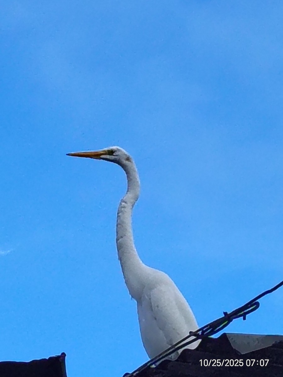Great Egret - ML644135324