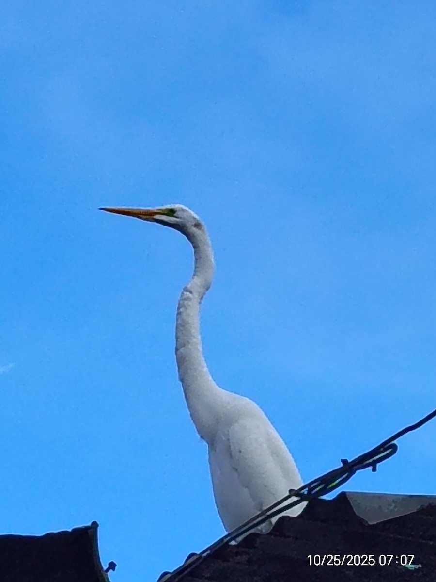 Great Egret - ML644135333