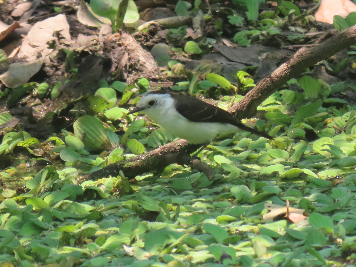 Черноспинный мухолов - ML644135342