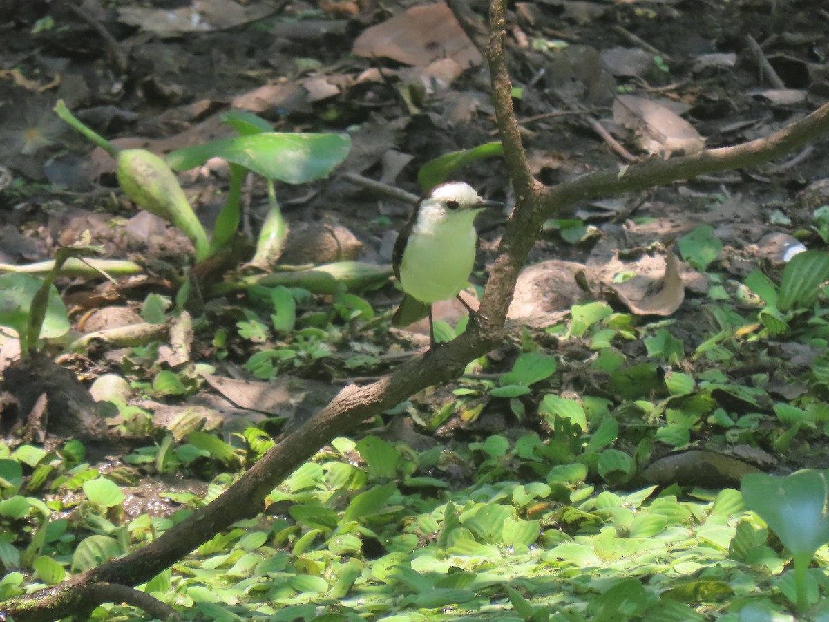 Черноспинный мухолов - ML644135343