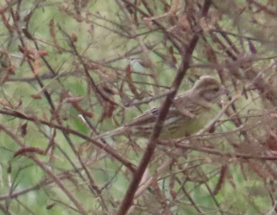 strnad obojkový - ML644135346