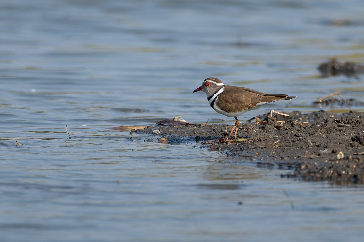 Three-banded Plover (African) - ML644135355