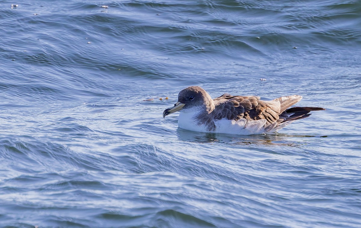 Cory's Shearwater - ML644135356