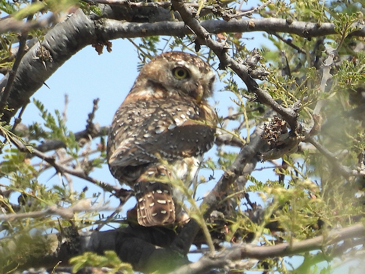 Pearl-spotted Owlet - ML644135380