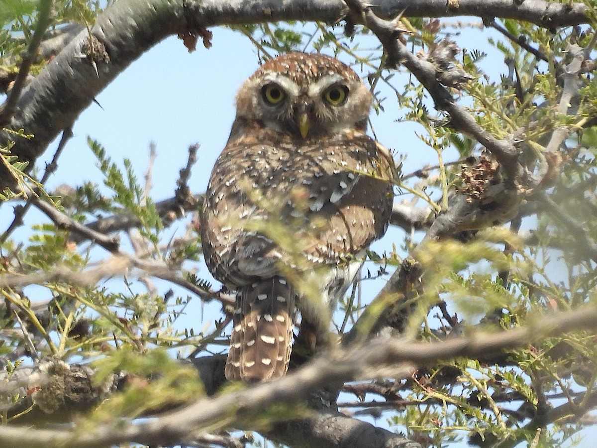 Pearl-spotted Owlet - ML644135381