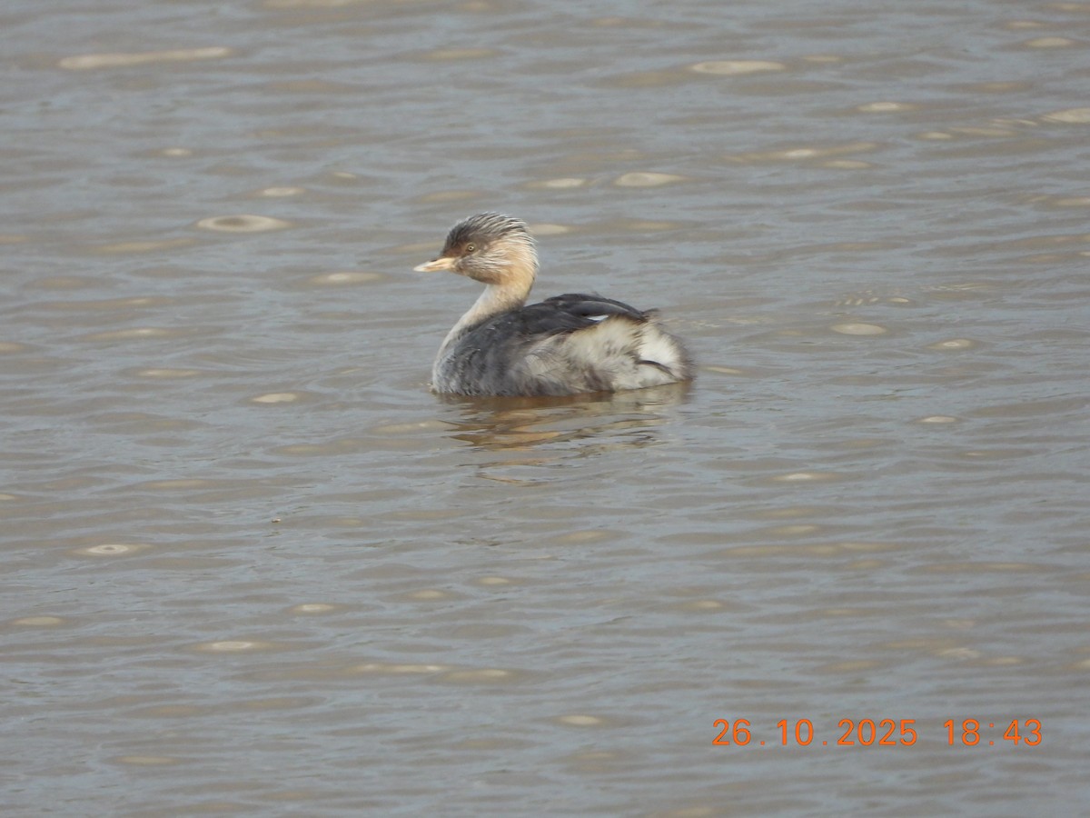Hoary-headed Grebe - ML644135386