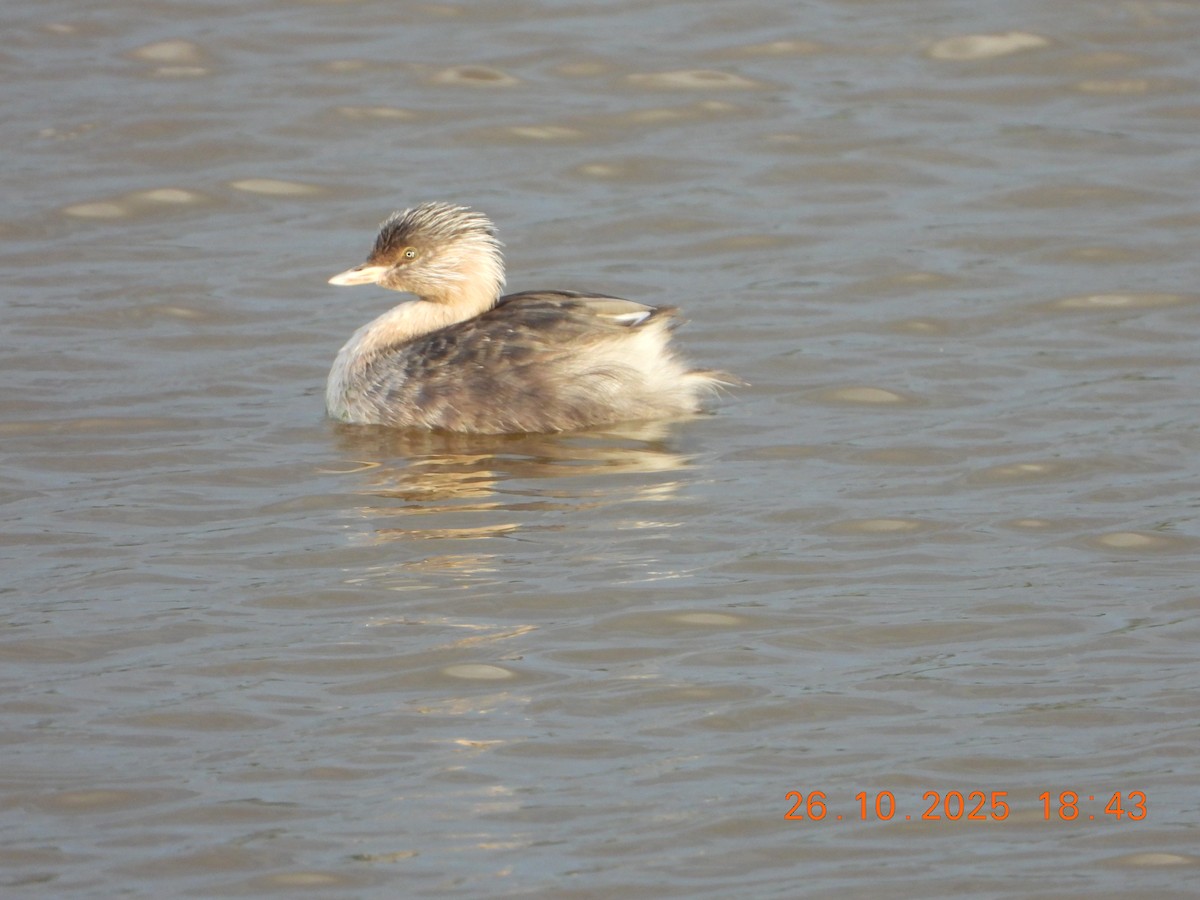 Hoary-headed Grebe - ML644135387