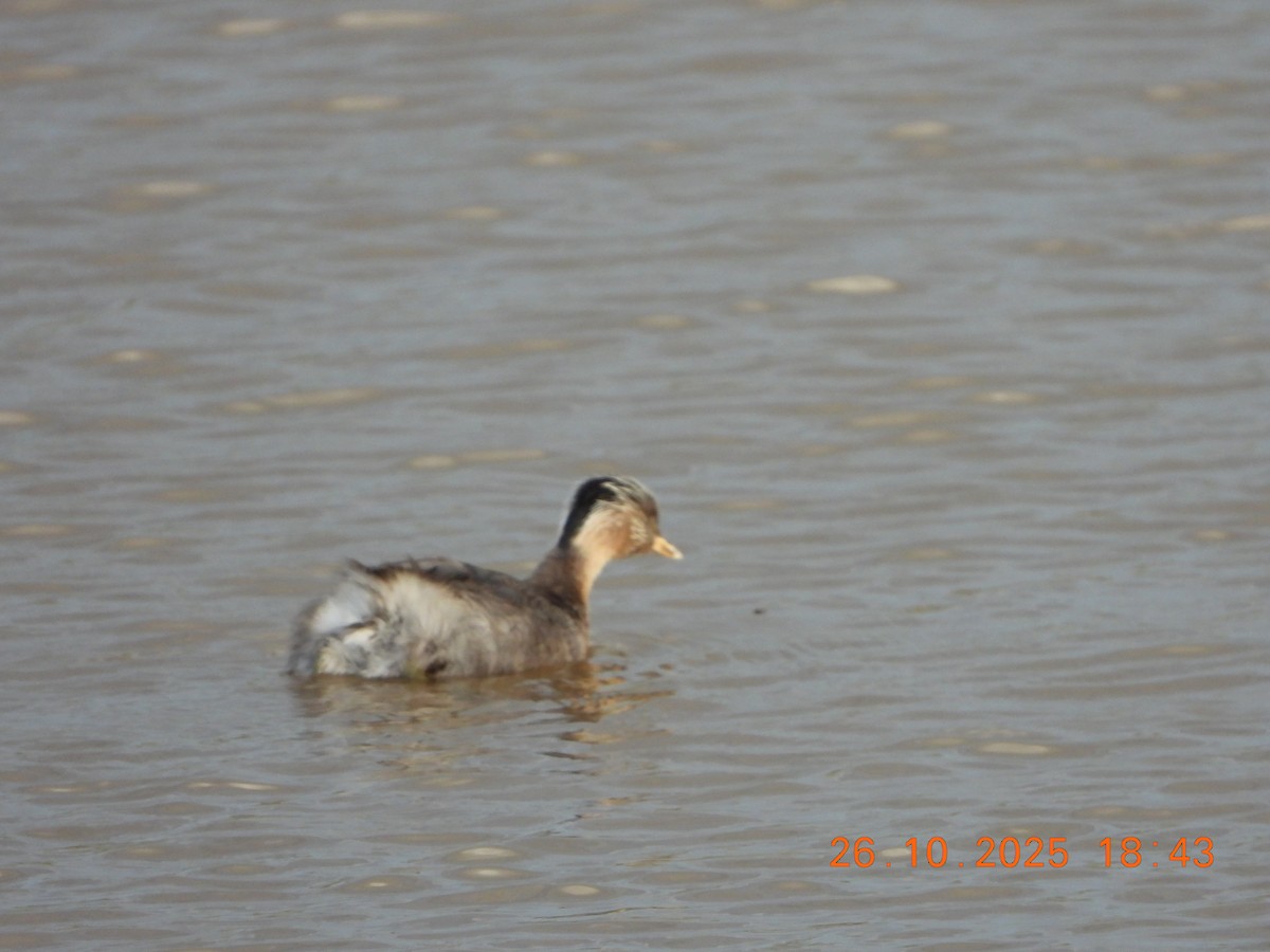 Hoary-headed Grebe - ML644135388