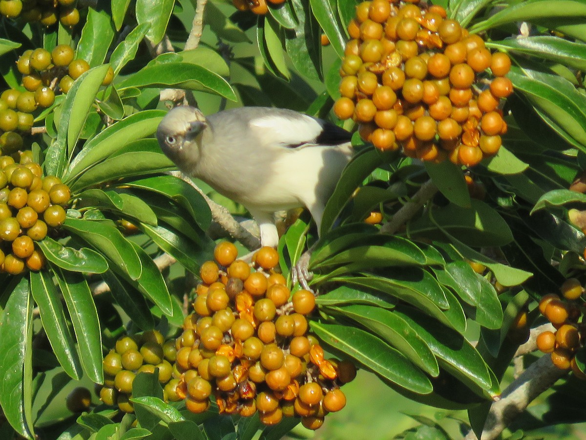 White-shouldered Starling - ML644135397