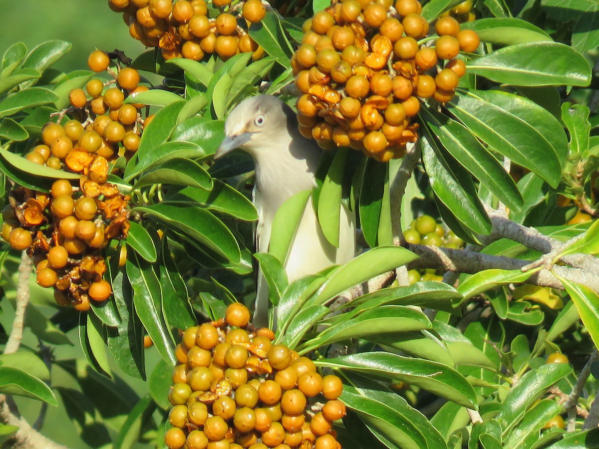 White-shouldered Starling - ML644135398