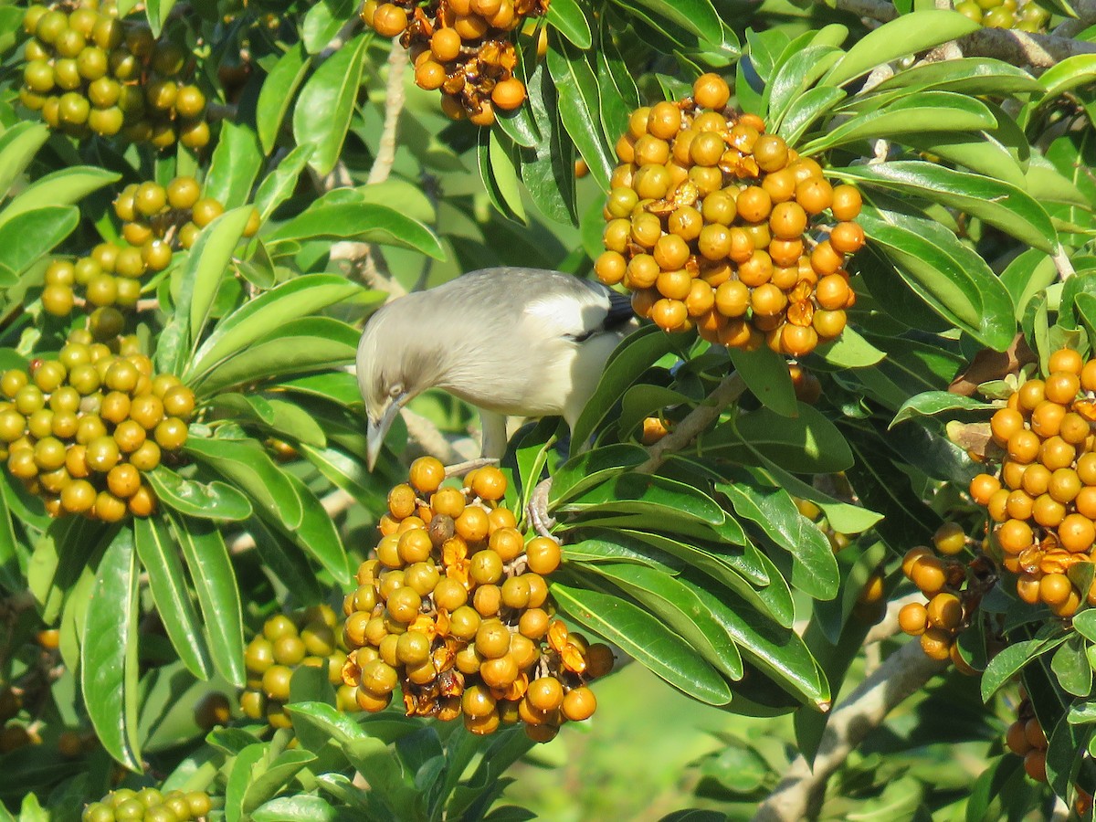 White-shouldered Starling - ML644135399